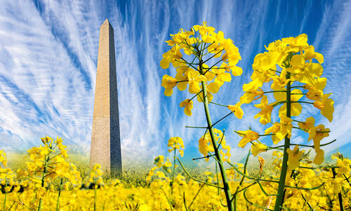 WASHINGTON - PRVNÍ VE VÝNOSU SEMEN