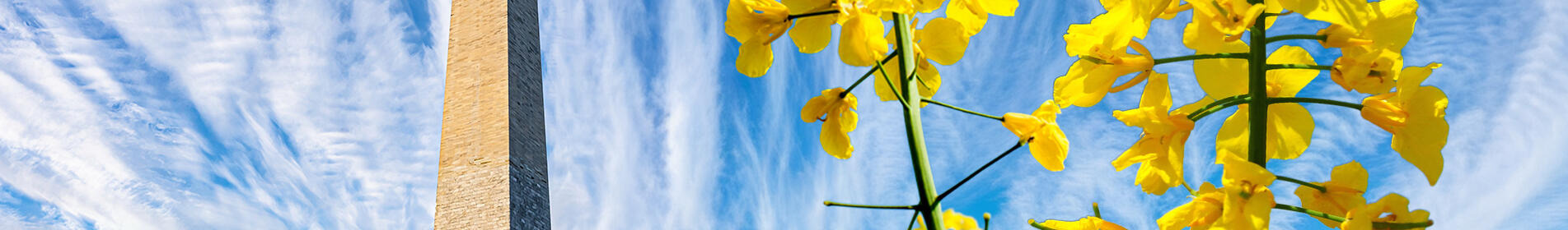 WASHINGTON - PRVNÍ VE VÝNOSU SEMEN