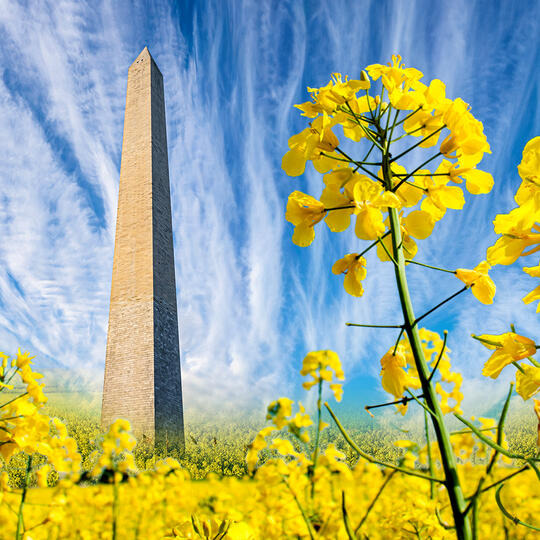 WASHINGTON - PRVNÍ VE VÝNOSU SEMEN